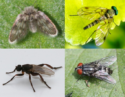 Lancashire and Cheshire (VC58,59,60) Diptera Checklist V2.0