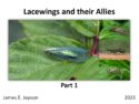 Lacewing and Allies Part 1 Slides