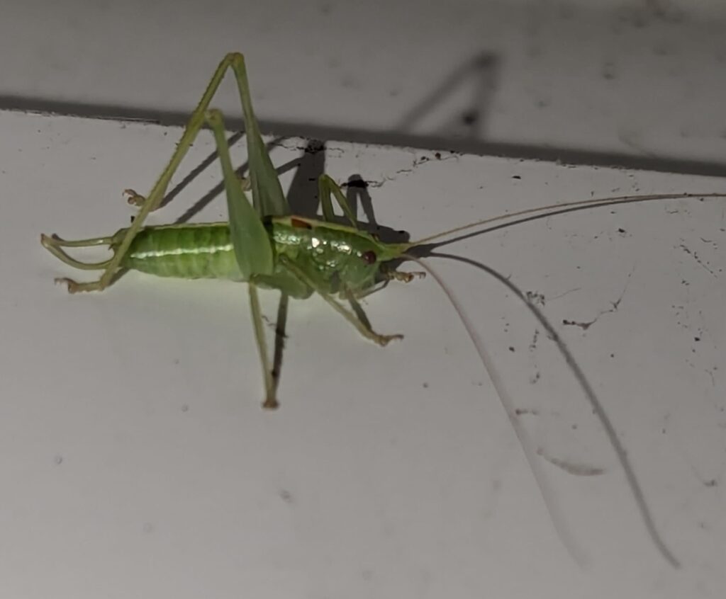 Meconema meridionales - Photo by K. Busdieker