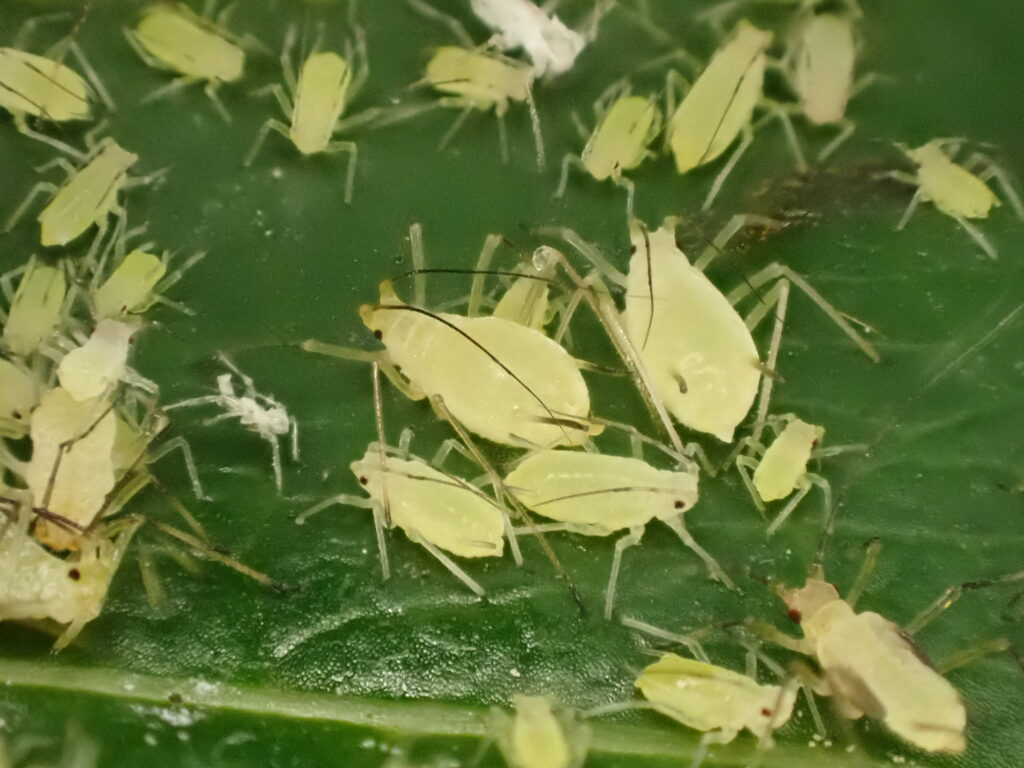 Illionoia liriodendri colony - Photo by S. McWilliam