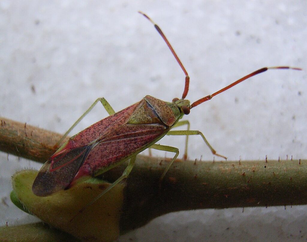 Pantilius tunicatus - Photo by Siga (Public Domain)