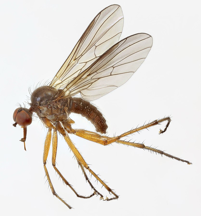 Rhamphomyia variablis specimen - Photo by J. Graham (CC-BY-2.0.)