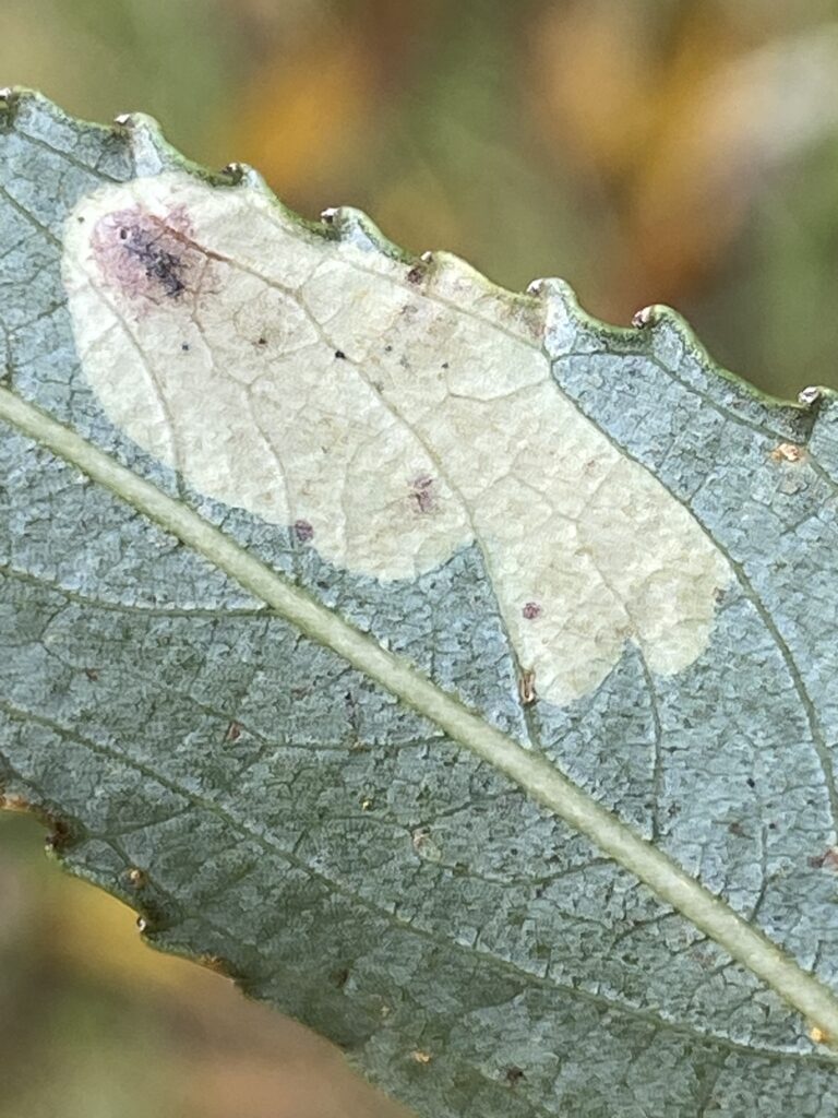 Aulagromyza tridentata leaf mine on Salix - Photo by C. Hynes