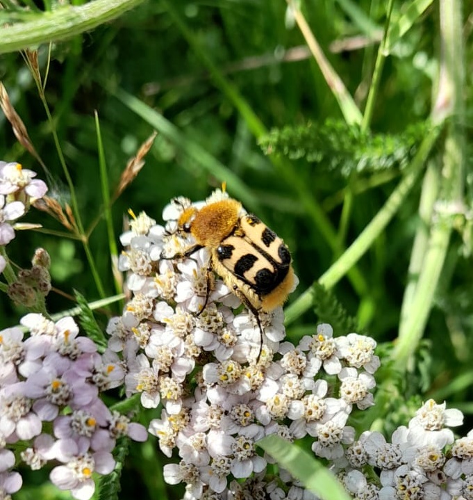 Trichius fasciatus - photo by A. Heaton