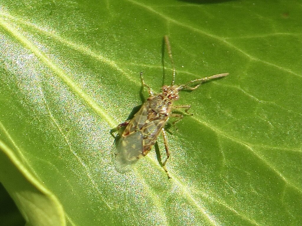 Liorhyssus hyalinus - photo by P. Kinsella