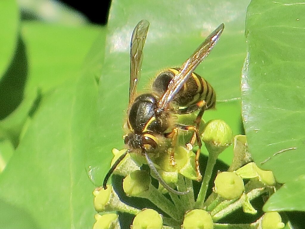 Dolichovespula media - photo by P. Kinsella