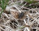 Unlocking the potential of an unmonitored site for Dingy Skipper and Small Heath